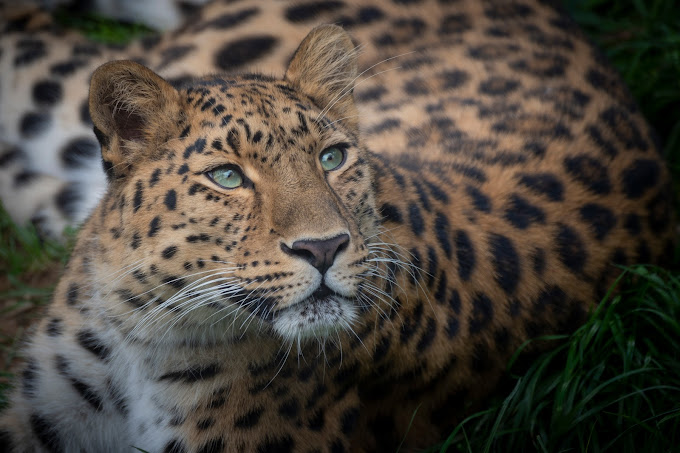 parc-animalier-auvergne